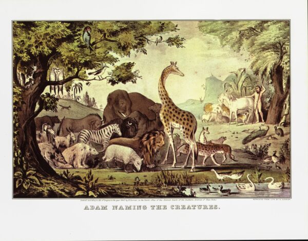 Currier & Ives "Adam Naming the Creatures" Originally published 1847  15 x 11.5" Fifties vintage book page