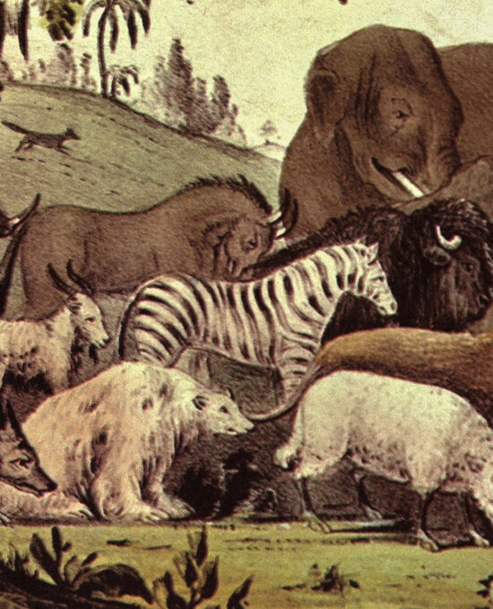 Currier & Ives “Adam Naming the Creatures” Originally published 1847  15 x 11.5″ Fifties vintage book page