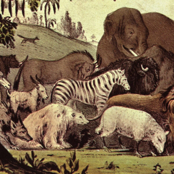 Currier & Ives "Adam Naming the Creatures" Originally published 1847  15 x 11.5" Fifties vintage book page - Image 2