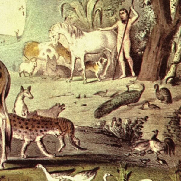 Currier & Ives "Adam Naming the Creatures" Originally published 1847  15 x 11.5" Fifties vintage book page - Image 3