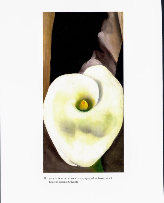 Georgia O’Keeffe vintage art book plate 1927 “Lilly – White with Black / Peach and Glass” For the kitchen