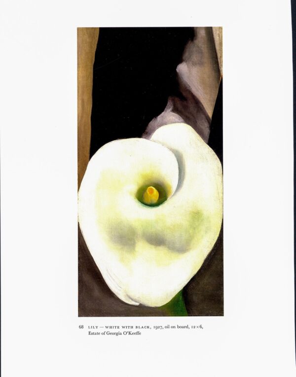 Georgia O'Keeffe vintage art book plate 1927 "Lilly - White with Black / Peach and Glass" For the kitchen - Image 2