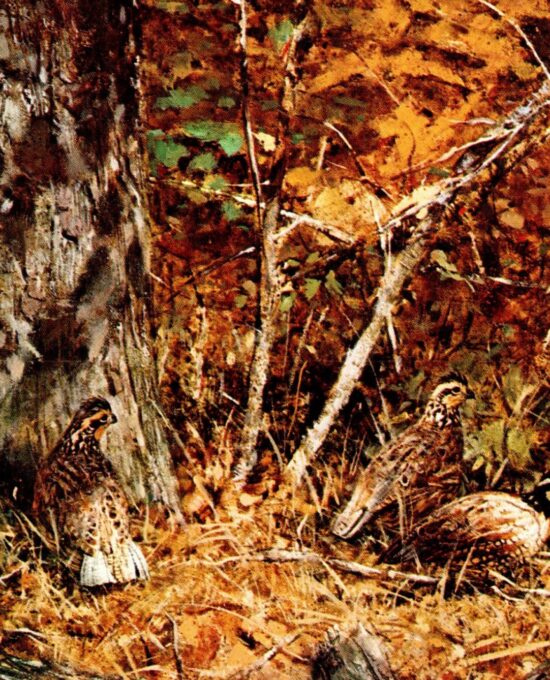 Robert Abbett “Bobwhite Quail” Vintage art book page