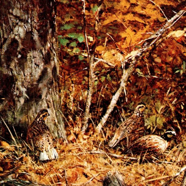 Robert Abbett "Bobwhite Quail" Vintage art book page