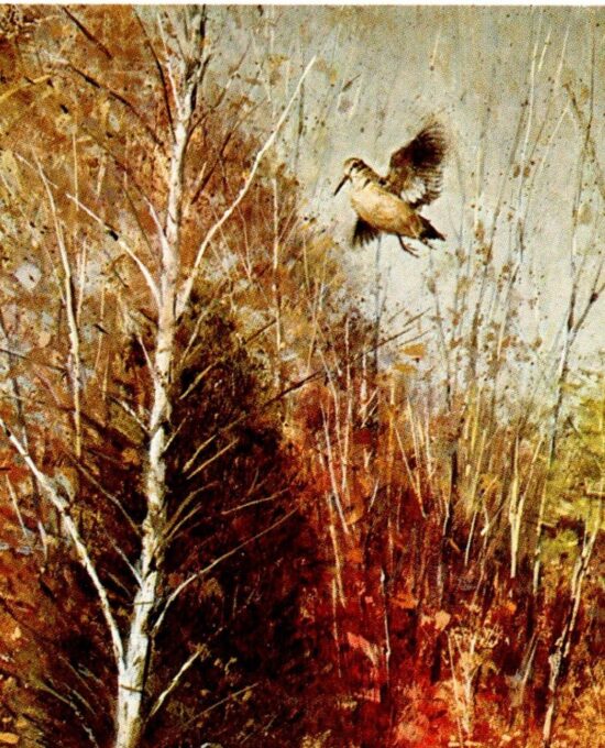 Robert Abbett “Brittany and Woodcock” Birding Vintage art book page