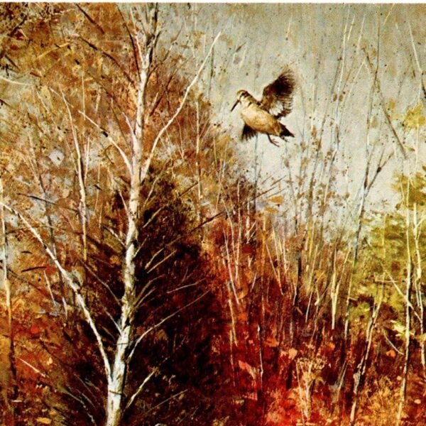 Robert Abbett "Brittany and Woodcock" Birding Vintage art book page - Image 2