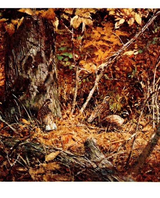 Robert Abbett “Bobwhite Quail” Vintage art book page