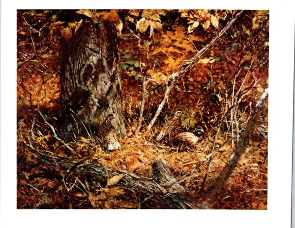 Robert Abbett "Bobwhite Quail" Vintage art book page - Image 2