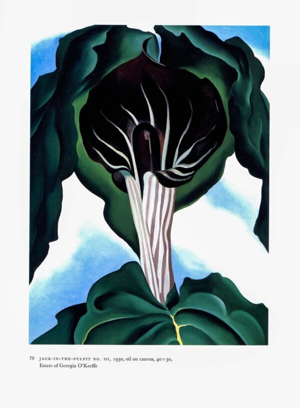 Georgia O'Keeffe vintage art book page [1930] "Jack in the Pulpit No. IV / Jack in the Pulpit No. III " - Image 2