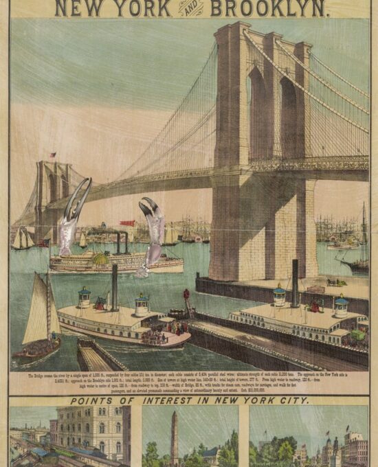The Great Crab of the East River Suspension Bridge [1883] New York & Brooklyn 13×19 or 17×22″ poster