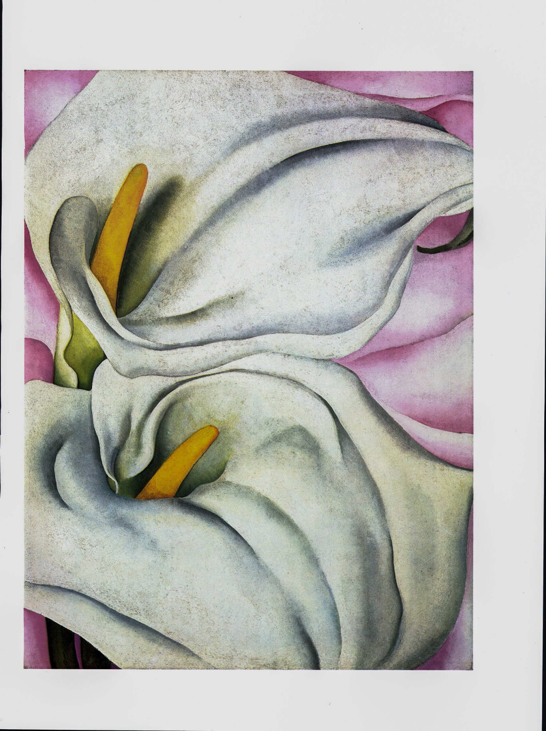 Georgia O'Keeffe print 1928 "Two Calla Lilies" Vintage Print - Image 2