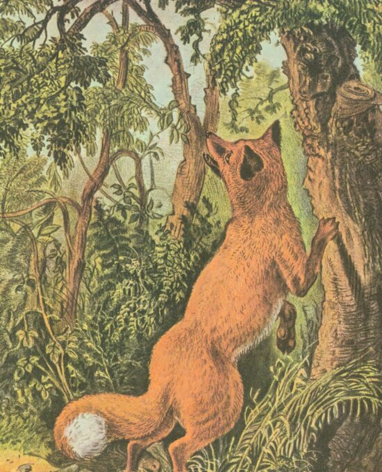 Currier & Ives “The Puzzled Fox” Originally published 1872  15 x 11.5″ Fifties vintage art book page