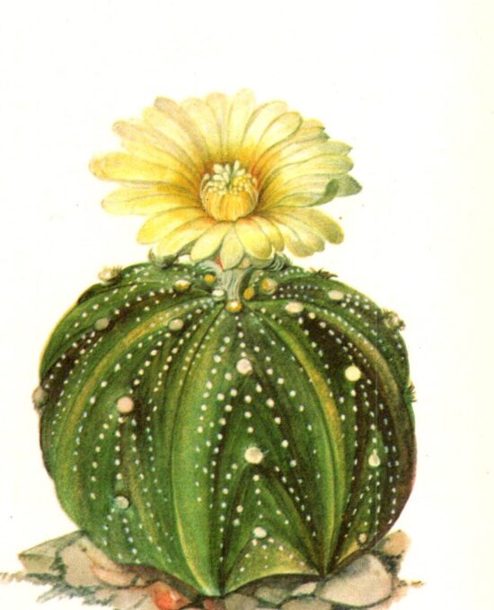 Sand Dollar Cactus, Mexico 4 1/2 x6 1/2″ vintage book page botanical print