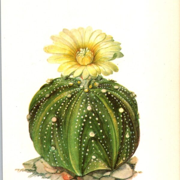 Sand Dollar Cactus, Mexico 4 1/2 x6 1/2" vintage book page botanical print