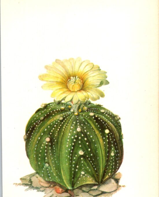 Sand Dollar Cactus, Mexico 4 1/2 x6 1/2″ vintage book page botanical print