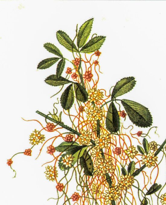 Vintage botanical art book page Dodder Cuscata Half century old medicinal flower artwork