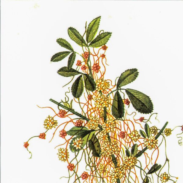 Vintage botanical art book page Dodder Cuscata Half century old medicinal flower artwork