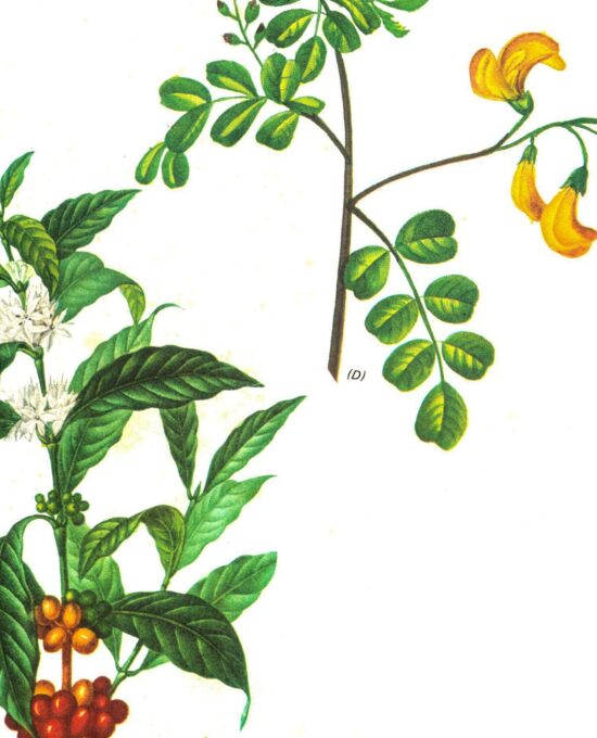 Vintage botanical art book page “Coffee / Bladder-Senna” [Coffea Arabica / Colutea Arborescens] 50+ year vintage botanical print
