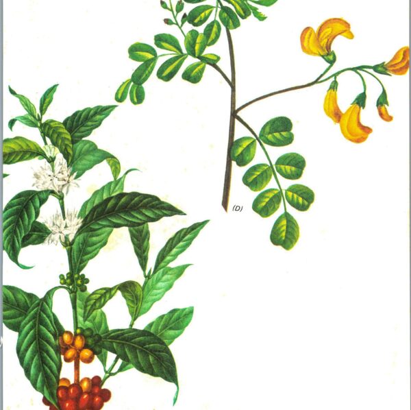 Vintage botanical art book page "Coffee / Bladder-Senna" [Coffea Arabica / Colutea Arborescens] 50+ year vintage botanical print
