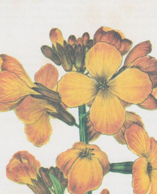 Vintage botanical art book page “Wallflower” [Cheiranthus Cheiri] Half century old botanical flower artwork