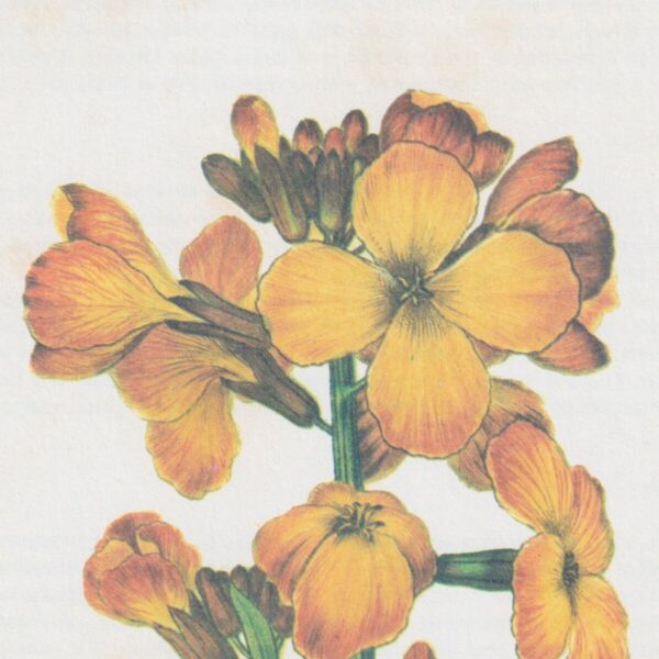 Vintage botanical art book page "Wallflower" [Cheiranthus Cheiri] Half century old botanical flower artwork