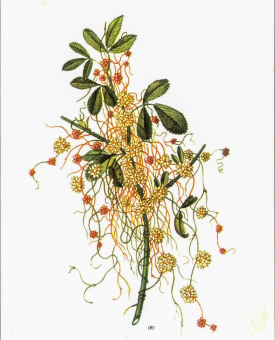 Vintage botanical art book page Dodder Cuscata Half century old medicinal flower artwork