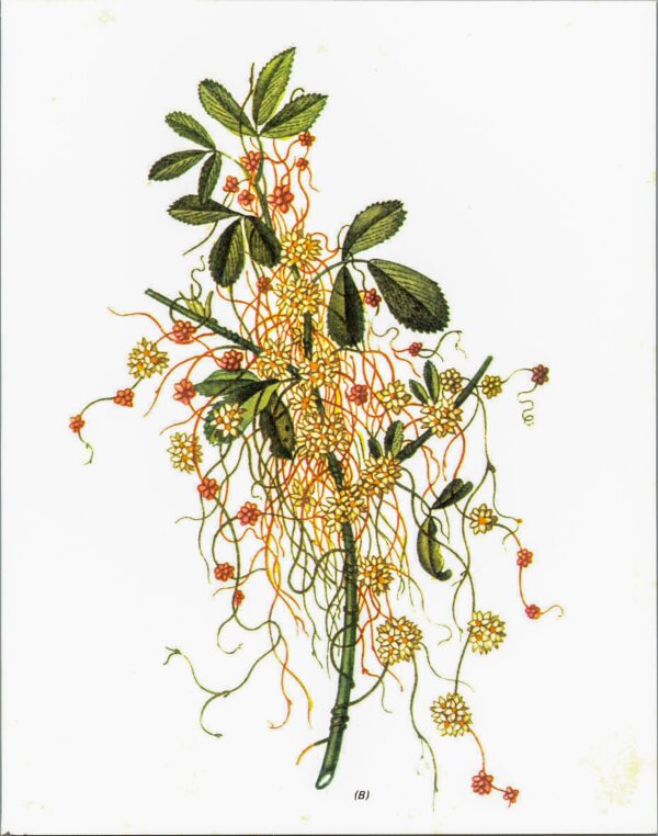 Vintage botanical art book page Dodder Cuscata Half century old medicinal flower artwork - Image 2