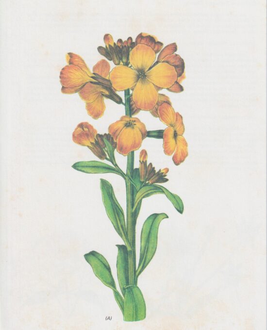 Vintage botanical art book page “Wallflower” [Cheiranthus Cheiri] Half century old botanical flower artwork