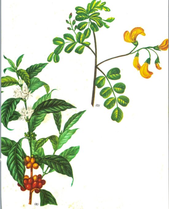 Vintage botanical art book page “Coffee / Bladder-Senna” [Coffea Arabica / Colutea Arborescens] 50+ year vintage botanical print
