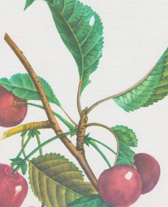 Vintage botanical art book page “Cherry” [Cerasus] Half century old medicinal flower / herb artwork