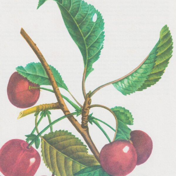 Vintage botanical art book page "Cherry" [Cerasus] Half century old medicinal flower / herb artwork