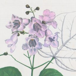Vintage botanical art book page "Catalpa" [Catalpa] Half century old medicinal flower / herb artwork