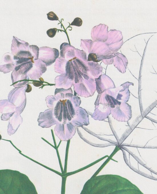 Vintage botanical art book page “Catalpa” [Catalpa] Half century old medicinal flower / herb artwork