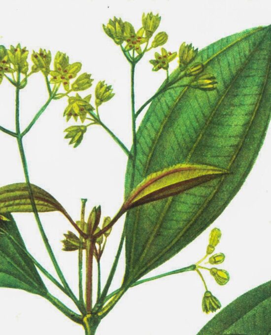 Vintage botanical art book page “Cinnamon” [Cinnamomum] Half century old herbal artwork