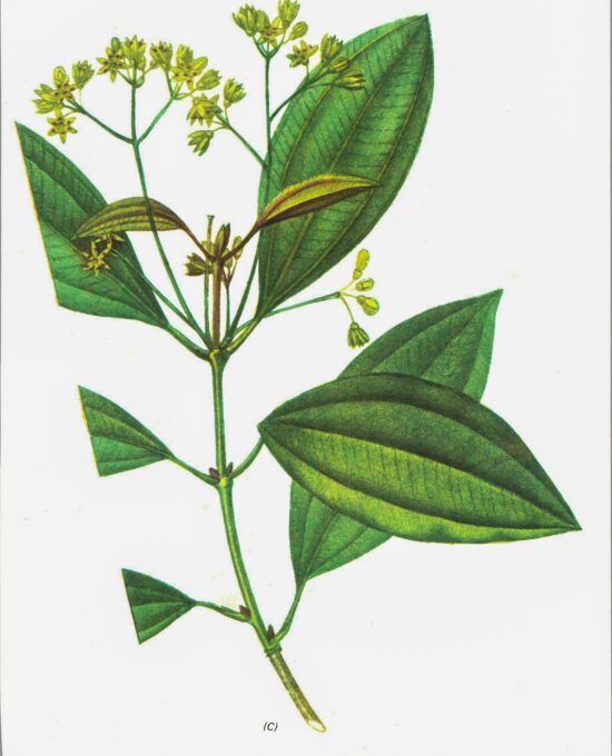 Vintage botanical art book page “Cinnamon” [Cinnamomum] Half century old herbal artwork