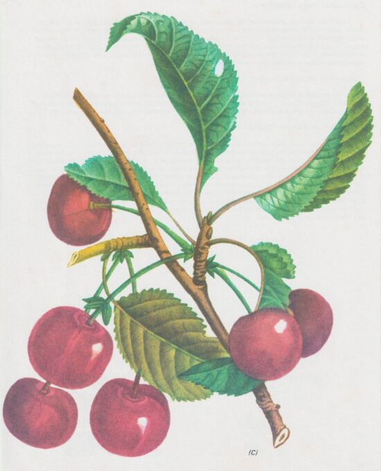 Vintage botanical art book page “Cherry” [Cerasus] Half century old medicinal flower / herb artwork