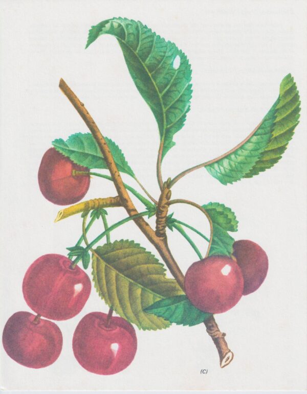 Vintage botanical art book page "Cherry" [Cerasus] Half century old medicinal flower / herb artwork - Image 2