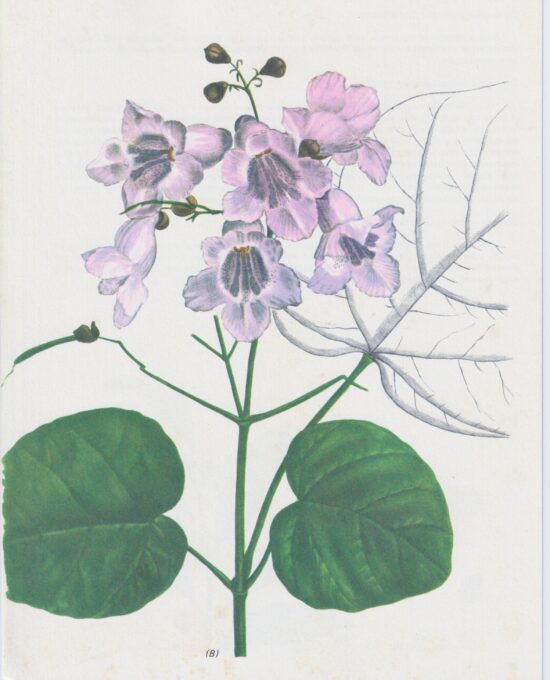 Vintage botanical art book page “Catalpa” [Catalpa] Half century old medicinal flower / herb artwork