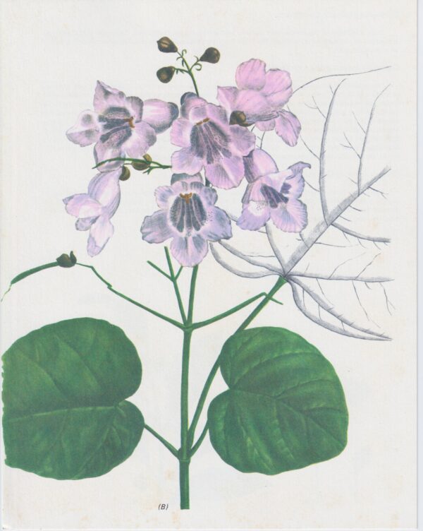 Vintage botanical art book page "Catalpa" [Catalpa] Half century old medicinal flower / herb artwork - Image 2