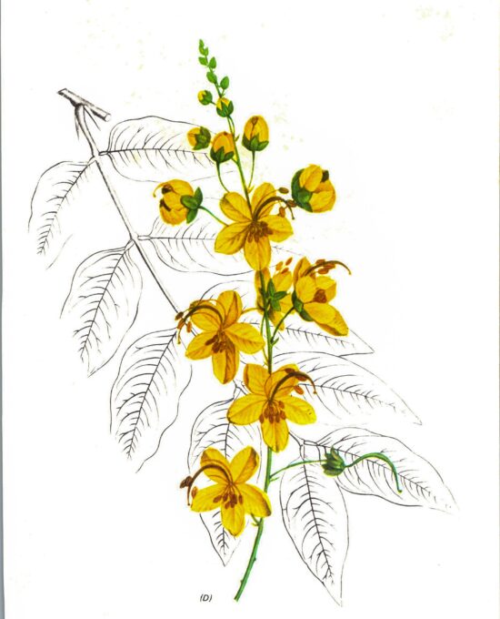 Vintage botanical art book page “Cassia” [Cassia] Half century old medicinal flower / herb artwork
