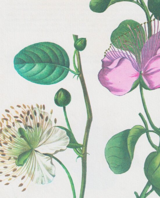 Vintage botanical art book page “Caper-bush” [Capparis Spinosa] Half century old medicinal flower artwork