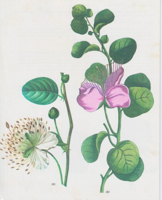 Vintage botanical art book page “Caper-bush” [Capparis Spinosa] Half century old medicinal flower artwork