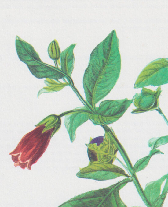 Vintage botanical art book page “Deadly Nightshade” [atropa Belladonna] Half century old medicinal flower / herb artwork
