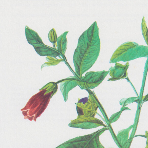 Vintage botanical art book page "Deadly Nightshade" [atropa Belladonna] Half century old medicinal flower / herb artwork