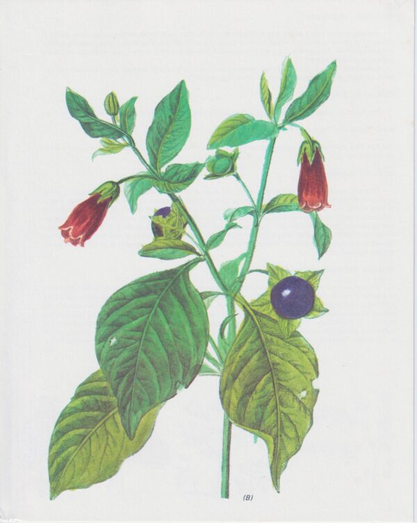 Vintage botanical art book page "Deadly Nightshade" [atropa Belladonna] Half century old medicinal flower / herb artwork - Image 2