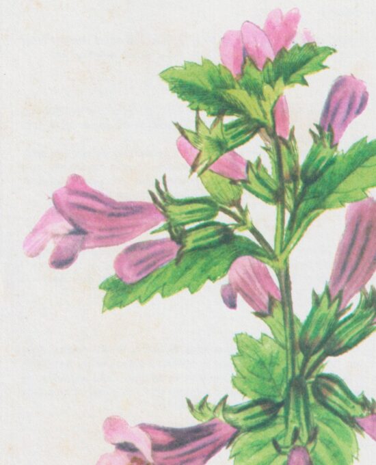 Vintage art book page “Balm” [Melissa] Half-century year old medicinal flower art