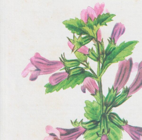 Vintage art book page "Balm" [Melissa] Half-century year old medicinal flower art
