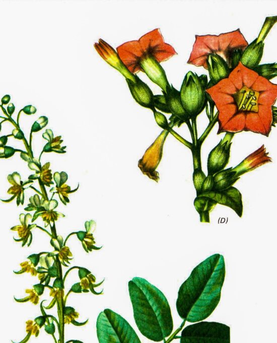 Vintage art book page “Peruvian Balsam” [Myrospermum Perniferum] / “Tobacco” [Nicotiana” Half-century year old medicinal flower art