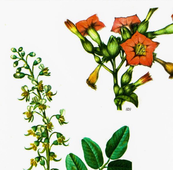 Vintage art book page "Peruvian Balsam" [Myrospermum Perniferum] / "Tobacco" [Nicotiana" Half-century year old medicinal flower art
