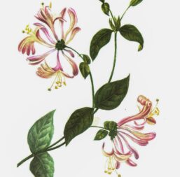 Vintage botanical art book page "Honeysuckle" [Lonicera Caprifolium] Half-century year old medicinal flower art